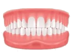 Normal Bite dental illustration